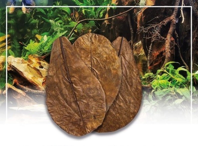 Catappa Leaves