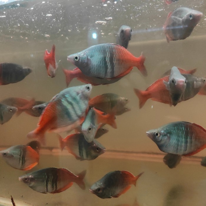 Tropical Freshwater Ornamental Fish